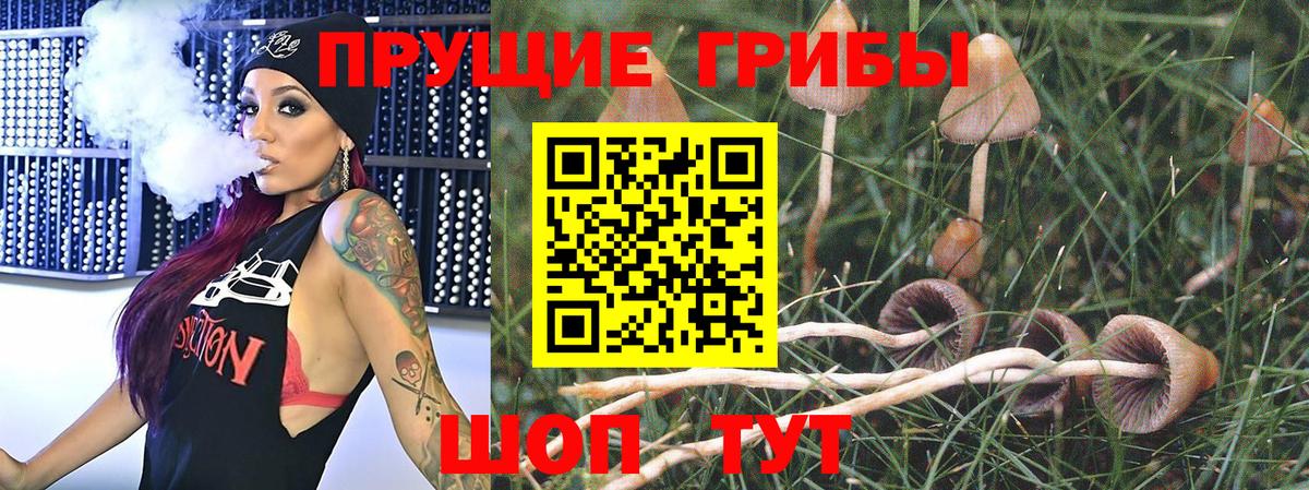 Псилоцибиновые грибы прущие грибы  Вход с VPN  Гатчина 